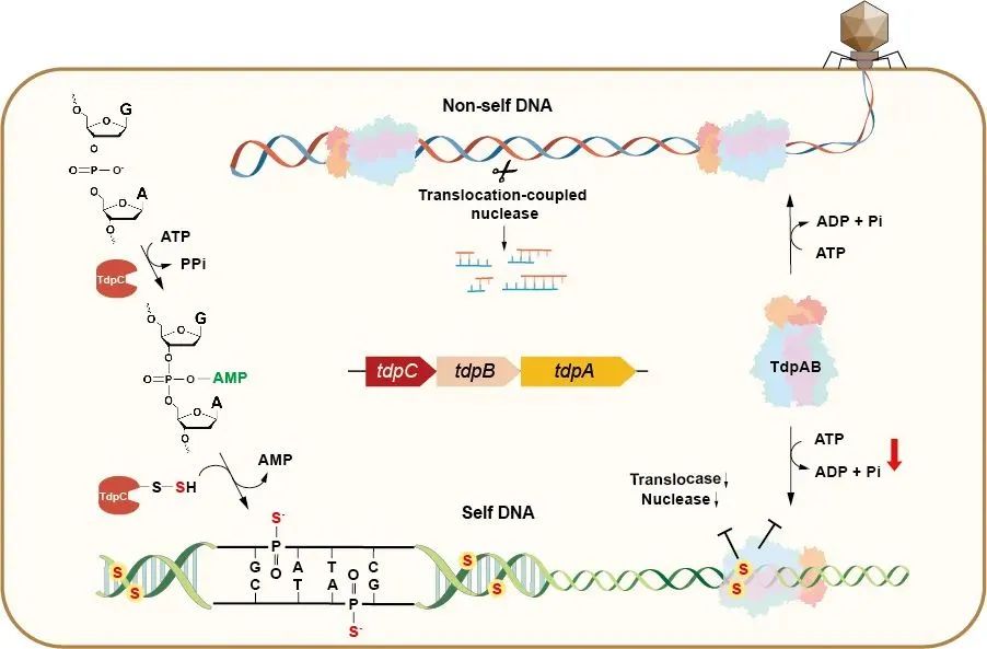 Nat Chem Biol | Chen Shi/Wang Lianrong team reveals novel chemical biology pathways of microbial genome modification and molecular mechanism of sensor defense system